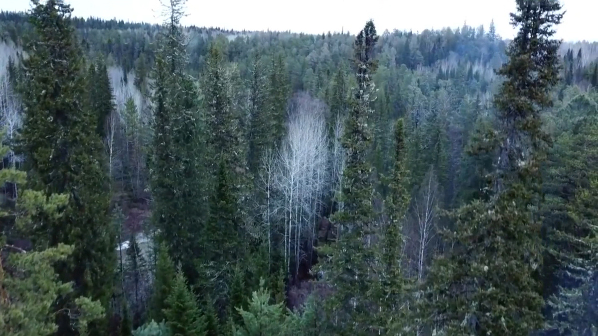    Кадр телеканала "Россия 24"