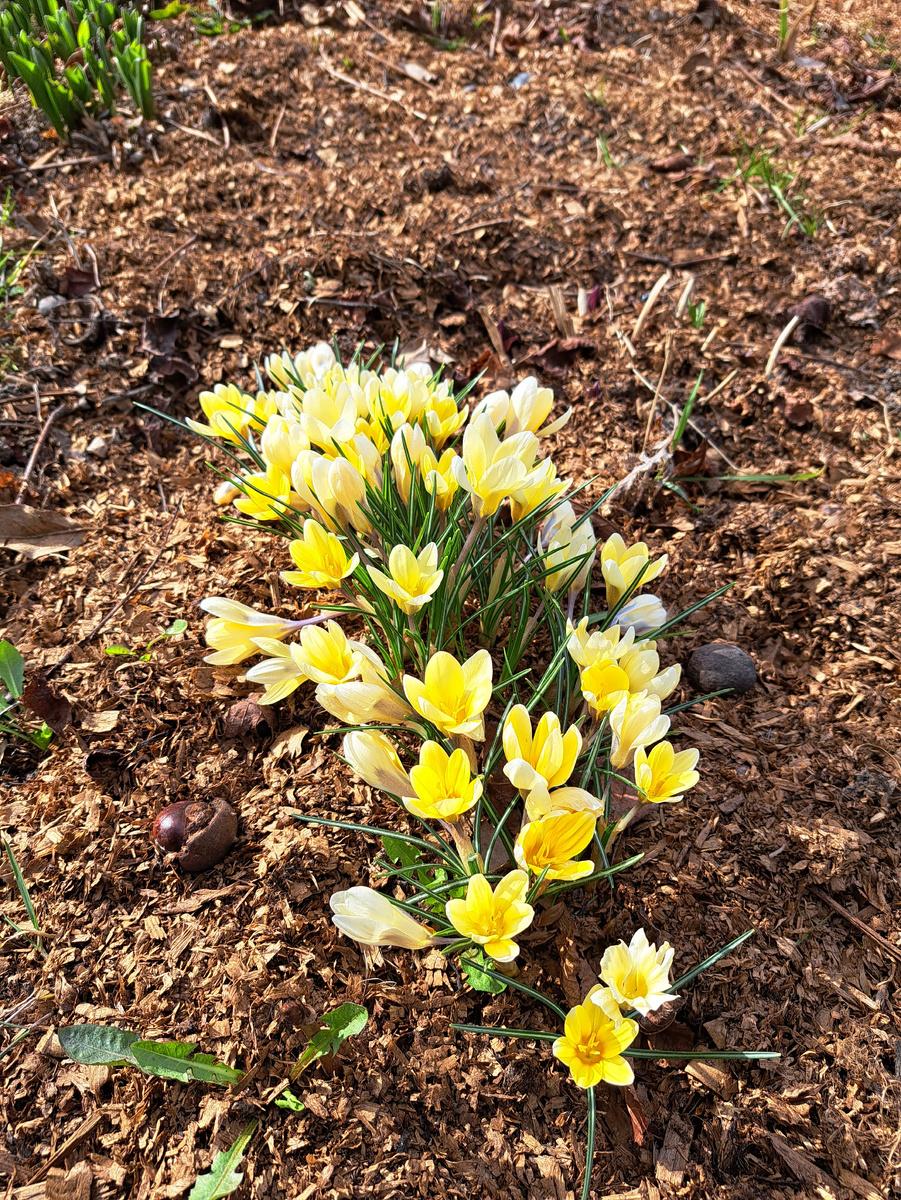 Первые цветочки на клумбе.