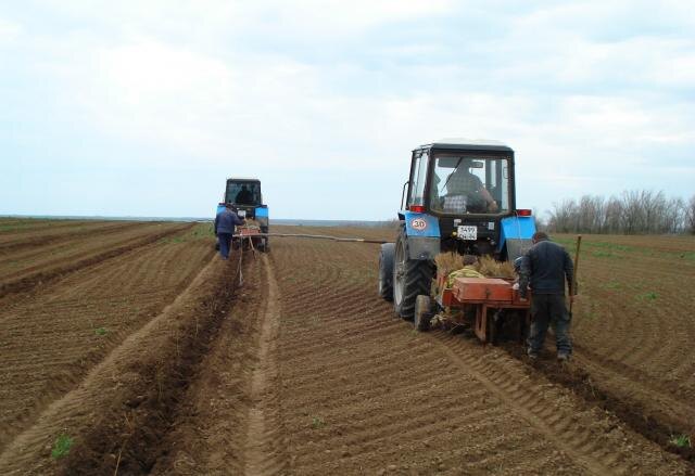 В Волгоградской области начинаются высадки леса, за месяц высадят 2,7 млн деревьев