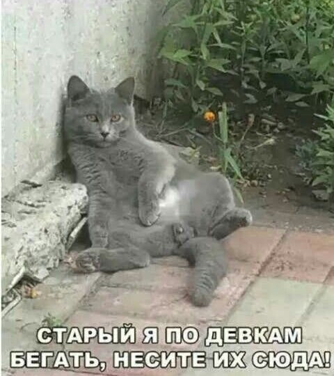 Котомемы