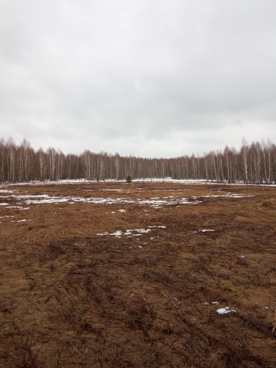 На опушке. Фото автора