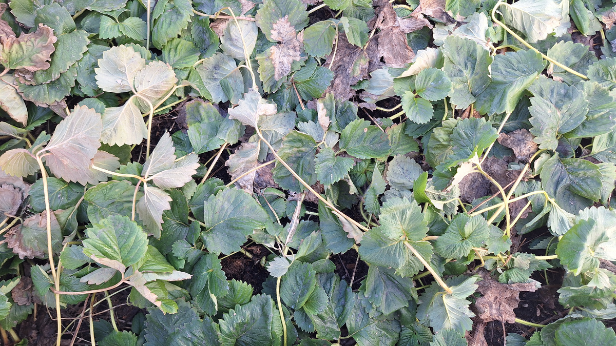 Фото автора. Клубничная грядка после схода снега