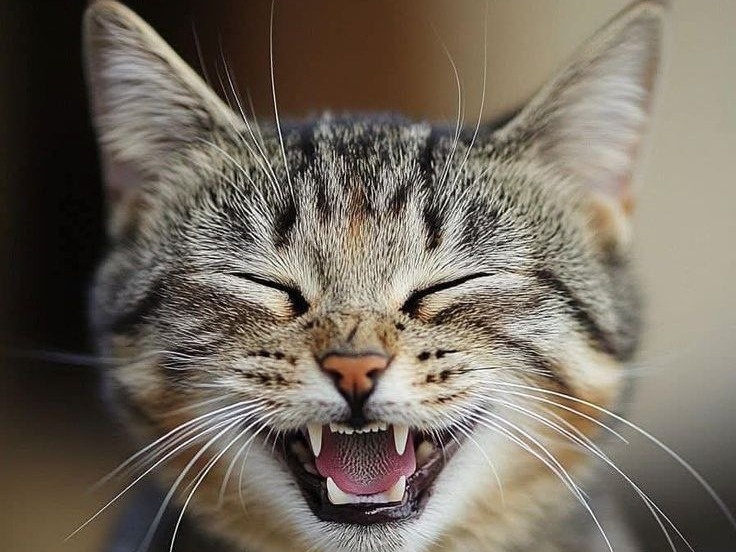 Кот в состоянии флемен - "милый оскал" или "улыбка".