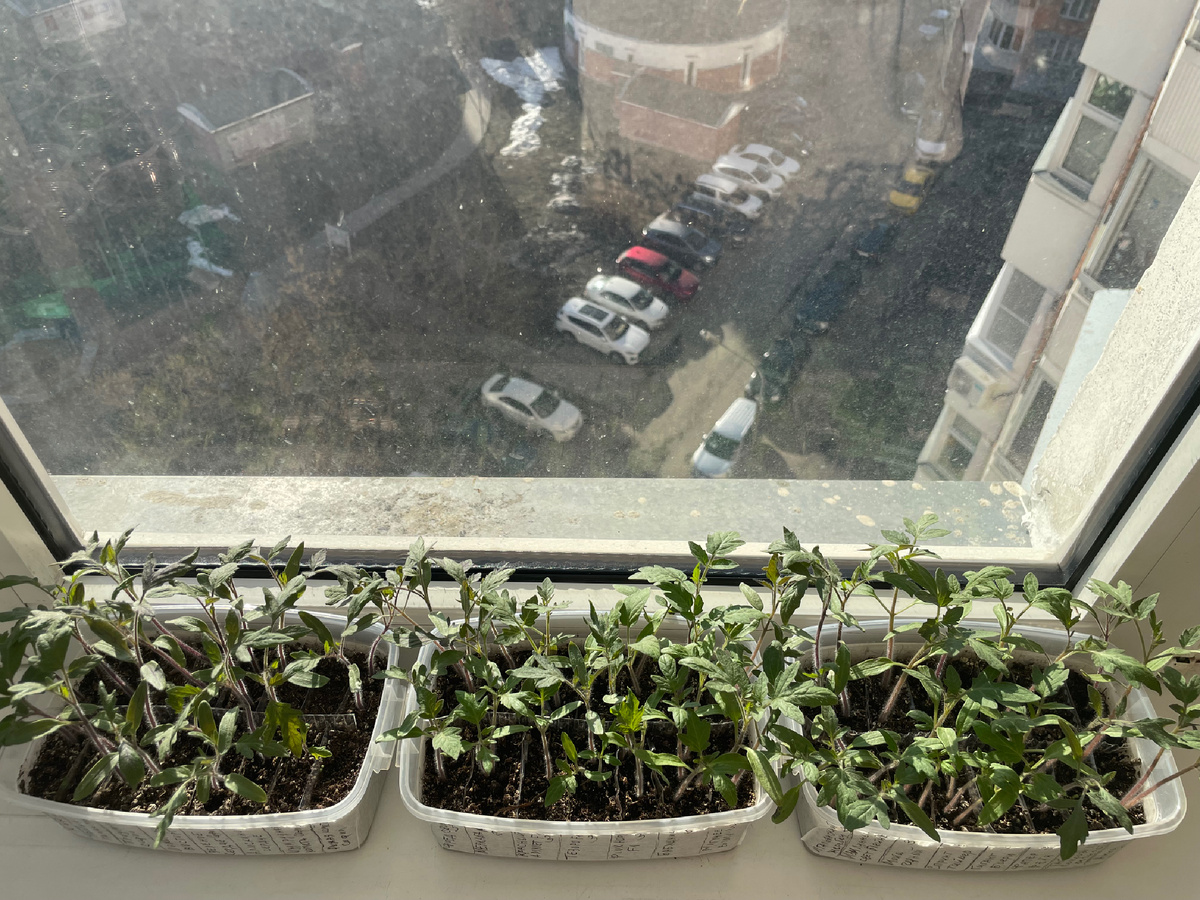 Фото автора. 04.04.2026