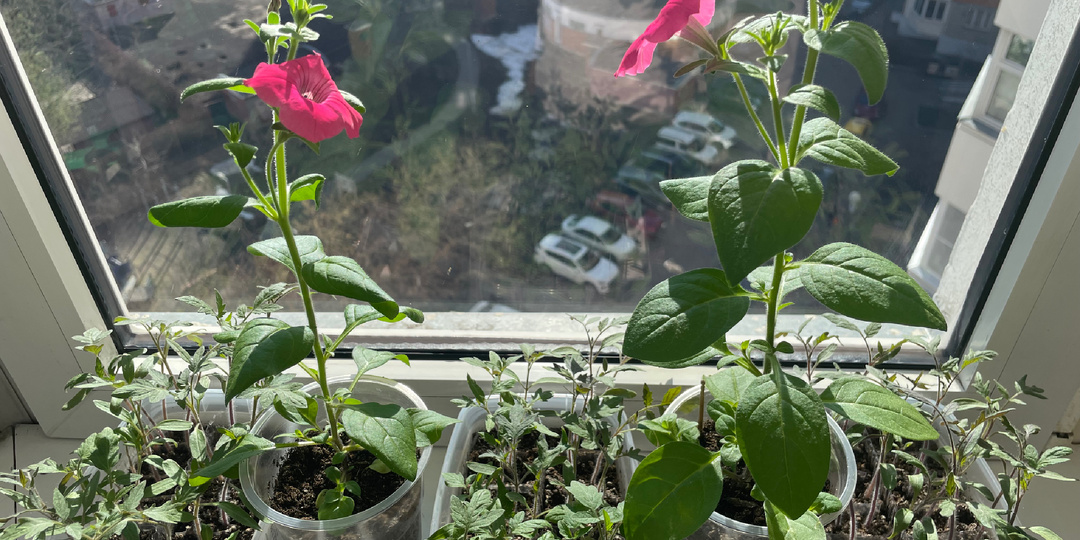 04.04.2026 Рассада томатов до пикировки и цветочки, которые радуют.