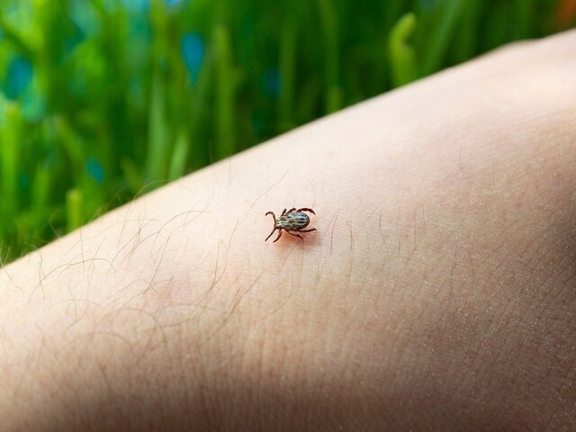    Фото: 123RF.com/prazis