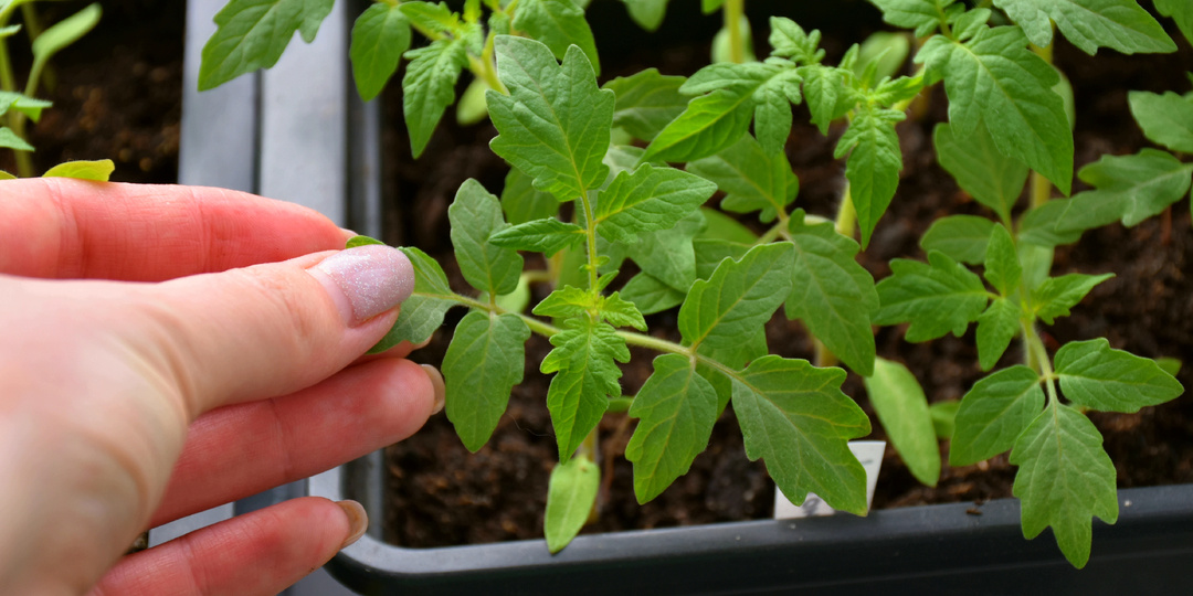 "У рассады томатов выросло 4 настоящих листа". Что делаем дальше. Первая серьёзная подкормка