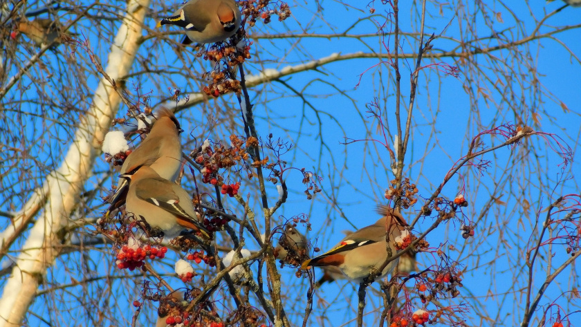    Фото: Вячеслав Вольгин