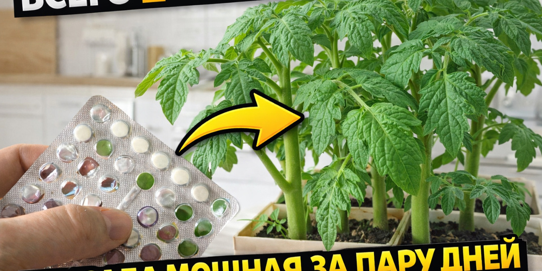 Всего 2 таблетки и рассада толстеет на глазах! Из слабой в жирненькую за пару дней