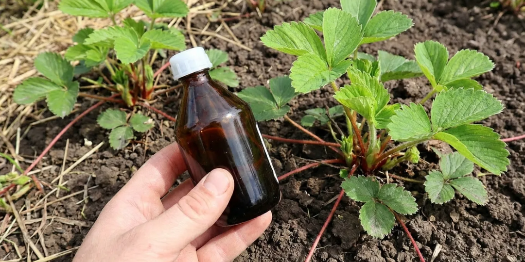 Зря боялся, жалею, что раньше не пробовал. Кормлю клубнику в апреле-мае «пугающей» подкормкой. Крупных ягод море