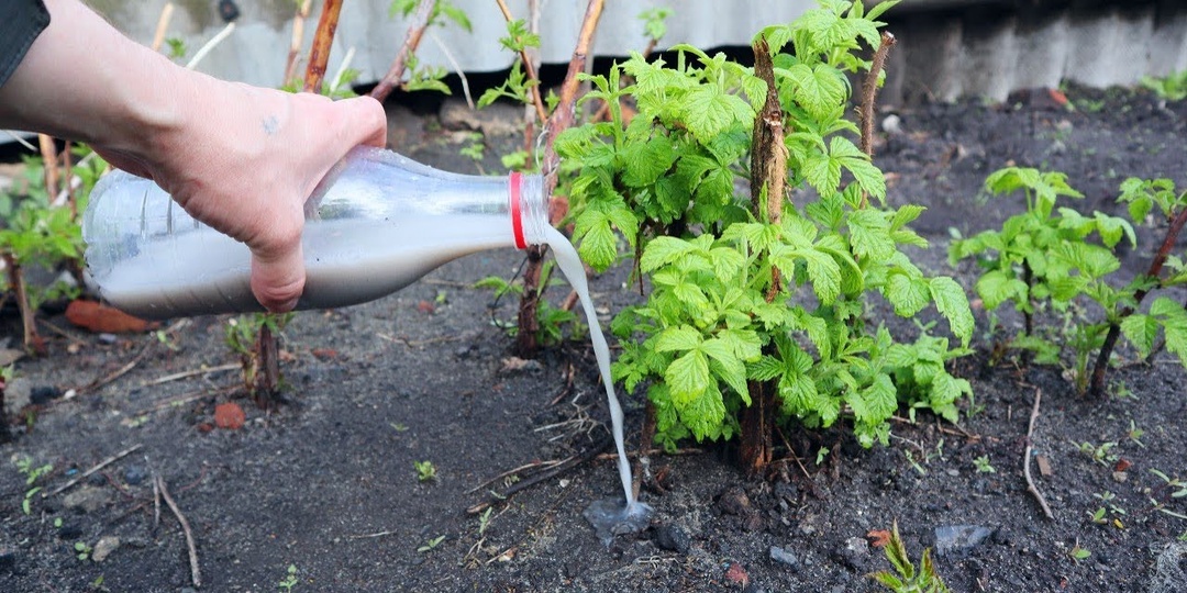 Весенняя подкормка малины: как выбрать лучшее удобрение для богатого урожая