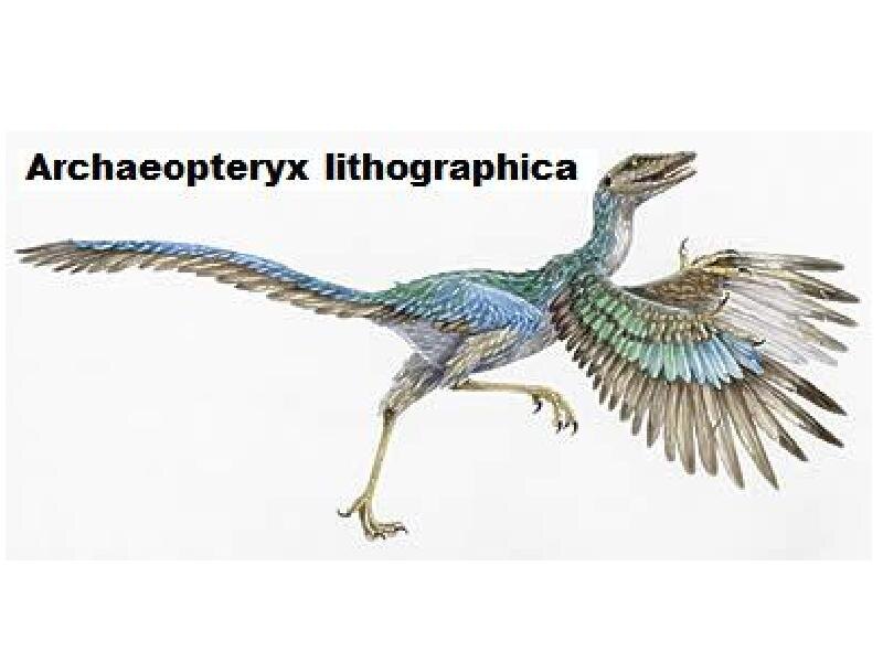 Представление художника об археоптериксе.
