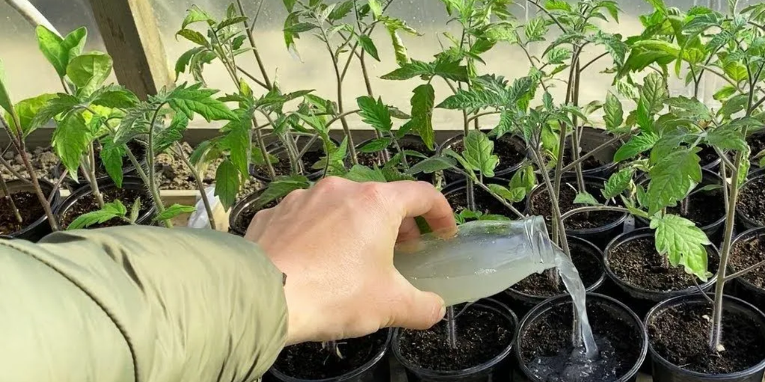 Вот чем агрономы поливают рассаду томатов, чтобы она не вытягивалась, росла мощной и урожайной