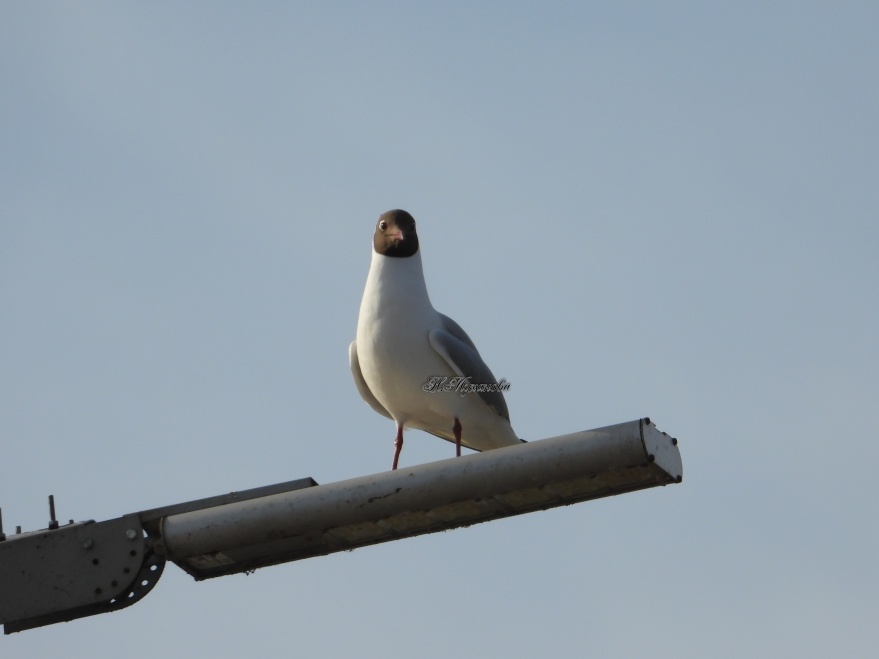 Озерная чайка