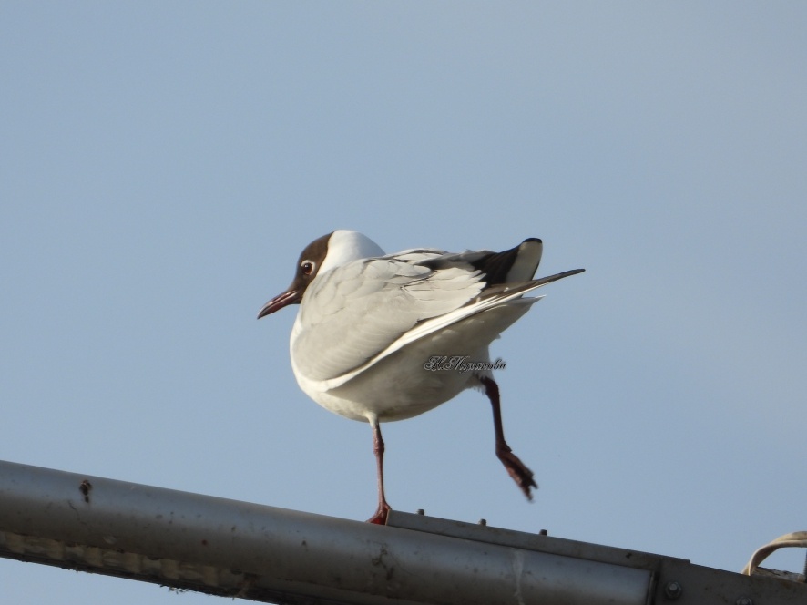 Озерная чайка