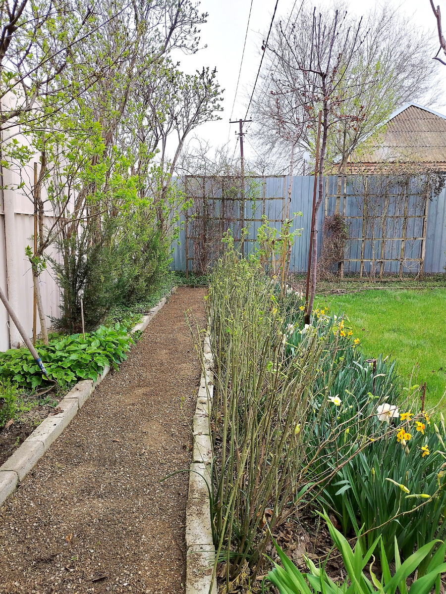 Розы отшпилила, дорожку вычистила, горы веток и прочего мусора наторкала. Скоро-скоро помощница моя, мама дорогая, примчится. Ура! 