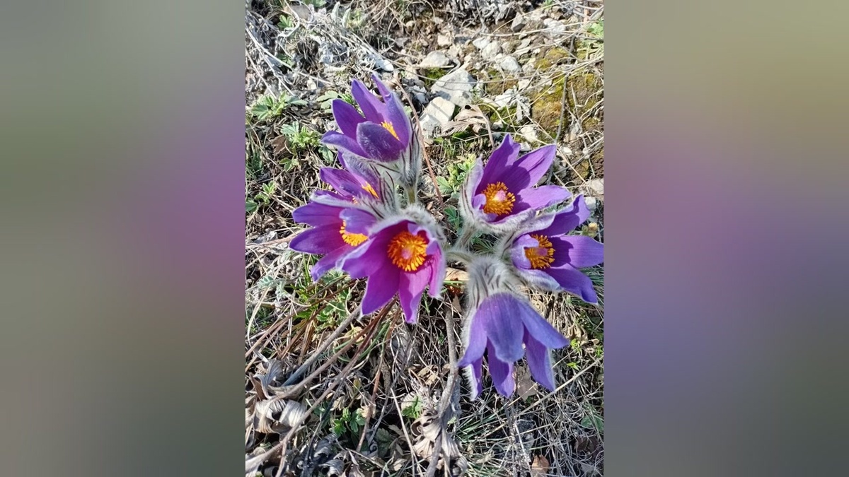    В Башкирии расцвели первые прострелы