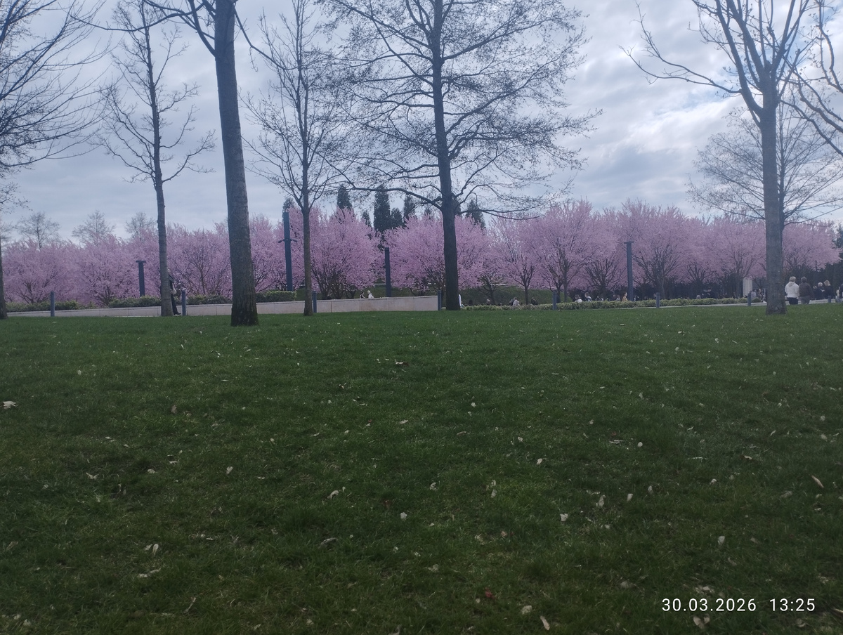 Сакура в парке Галицкого. 