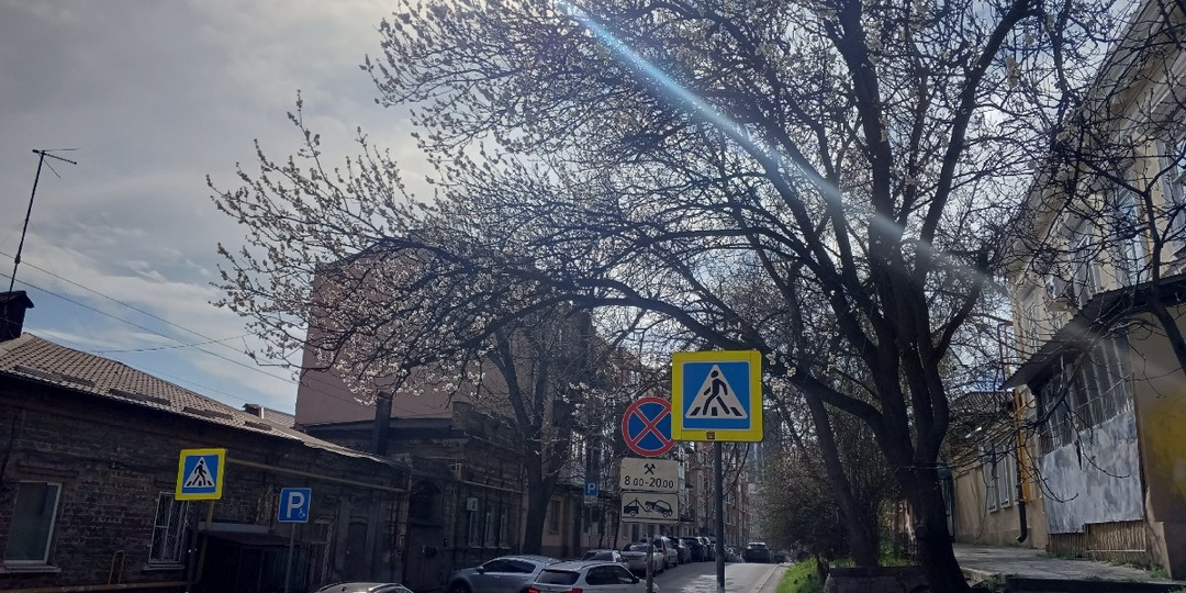 🌡️🌧️ В канун Вербного воскресенья в Ростовской области будет тепло и дождливо