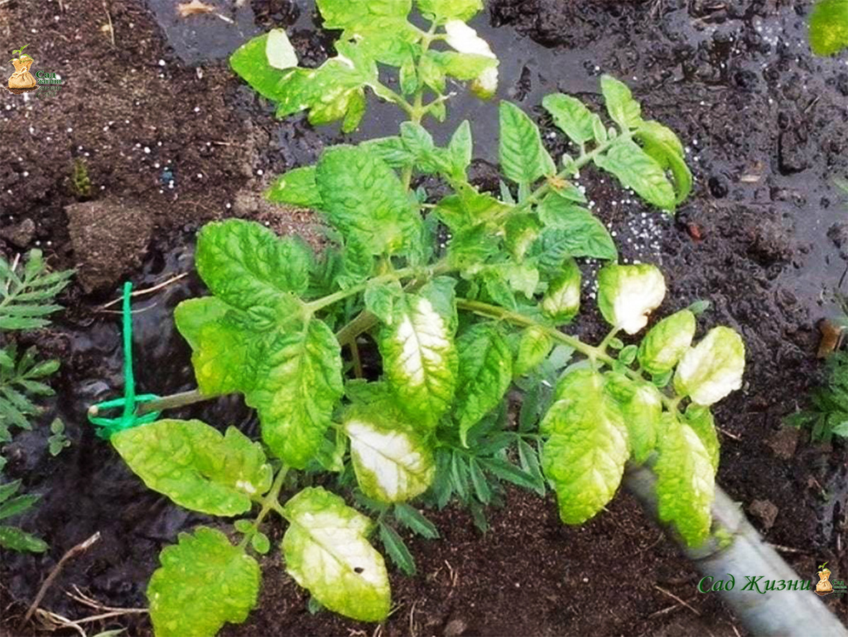 Листья побелели — это не болезнь, а ожог от солнца