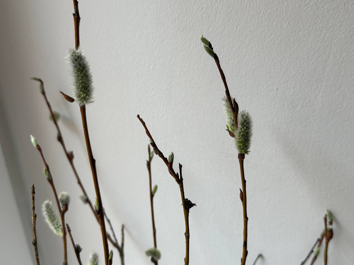    Фото: "Бриф24"