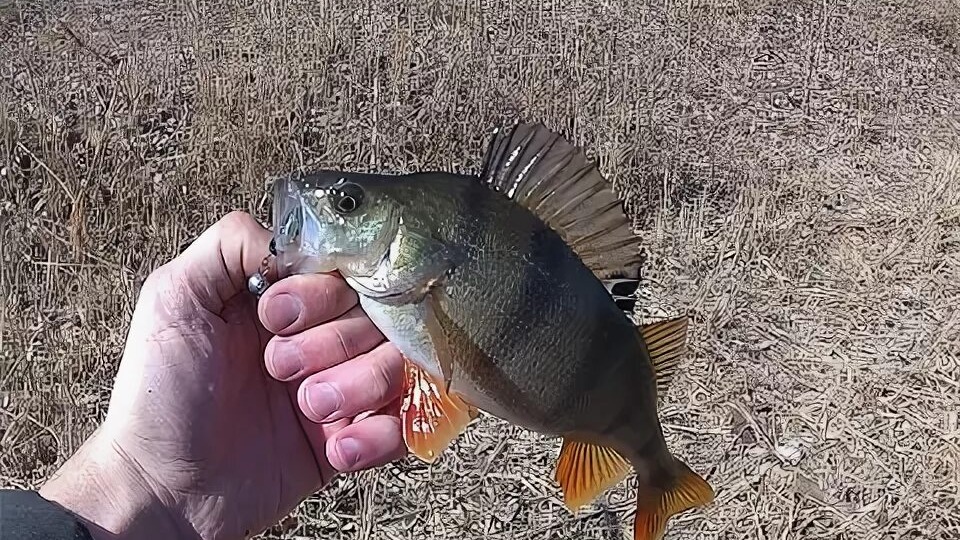 Как ловить окуня в апреле? Главные секреты.