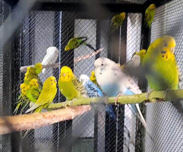 Вееселые попугайчики в местном магазинчике - все чирикали!