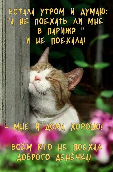 Яндекс картинки 