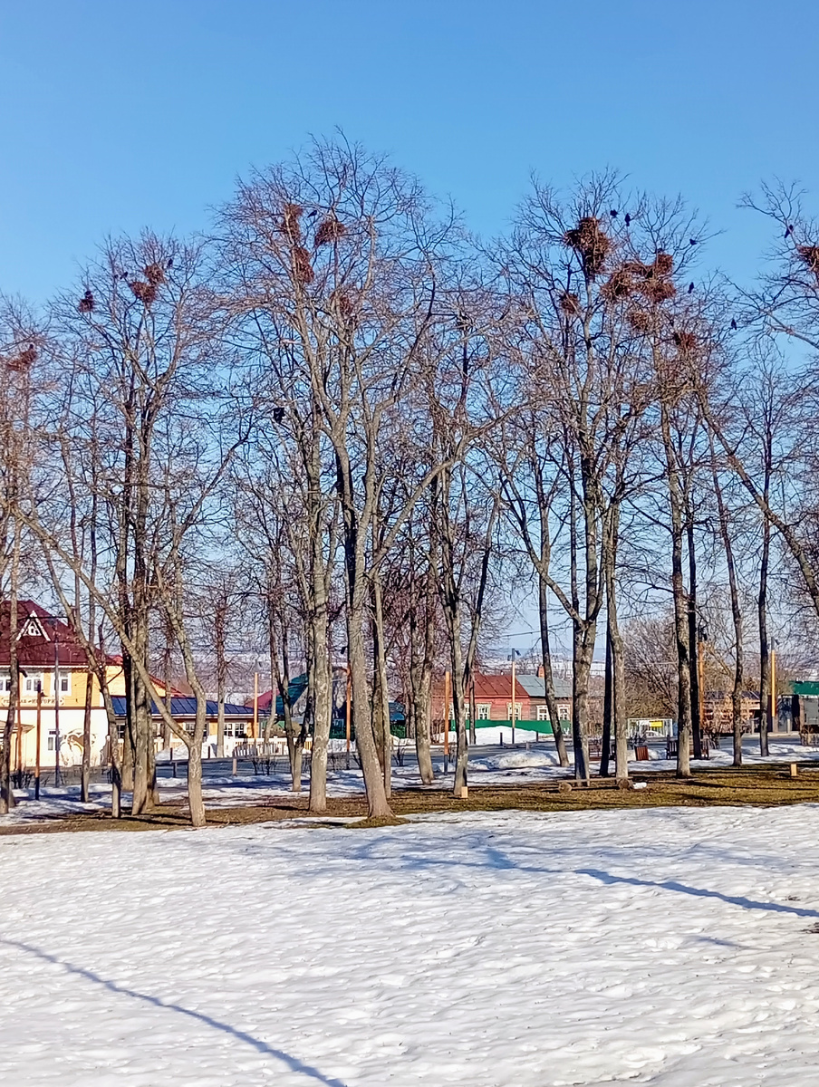 Грачи, почти как у Саврасова. Фото из личного архива автора.