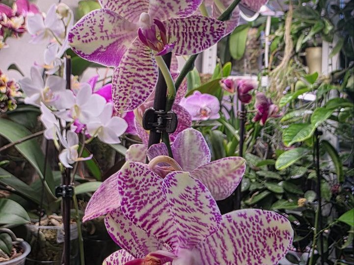 Моя первая прелесть от Кристал Орхид - Ботаника