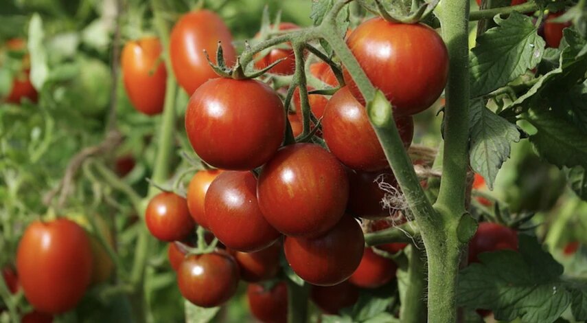 Индетерминантные томаты с длительным плодоношением для теплиц