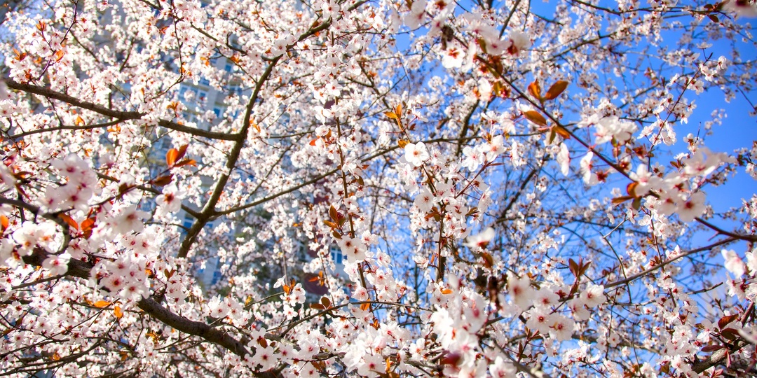 Температура в Ростове сегодня поднимется до +18 °C, возможен небольшой дождь