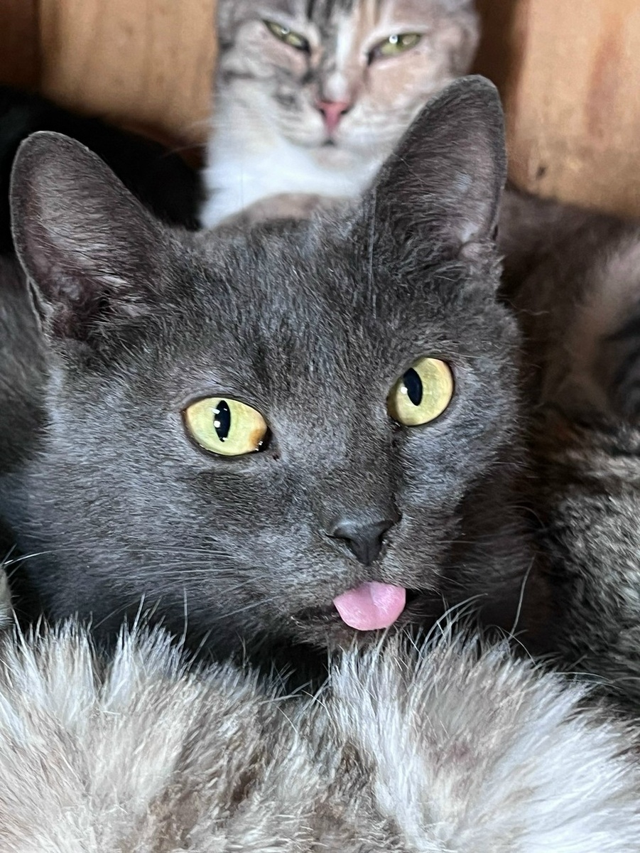    Эмбер. Очень любит высовывать язык. Фото: приют "Томасина".