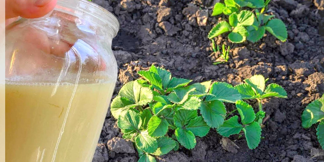 Ранневесенний уход за кустами клубники: план весенних работ на клубничных грядках - что сделать в первую очередь для богатого урожая