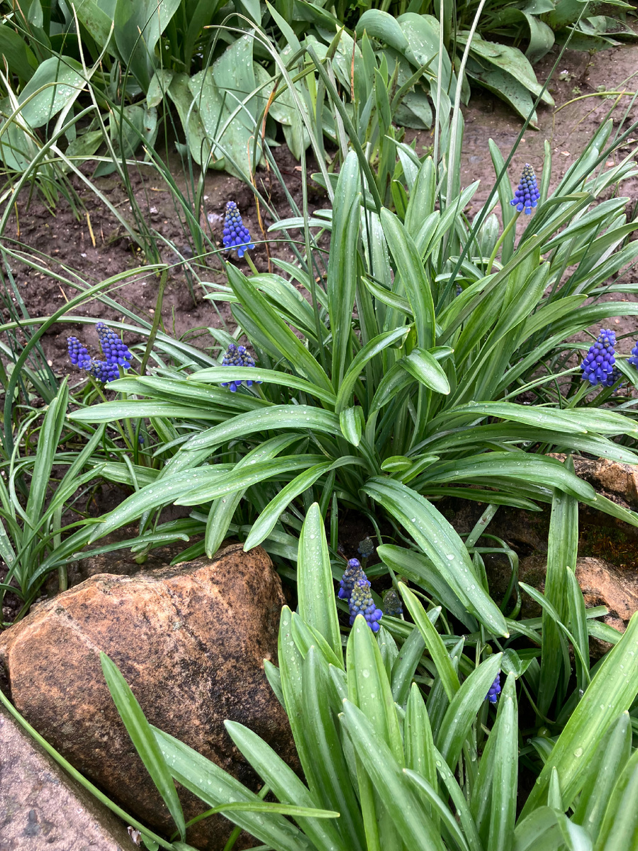 Мускарики и листья подснежников