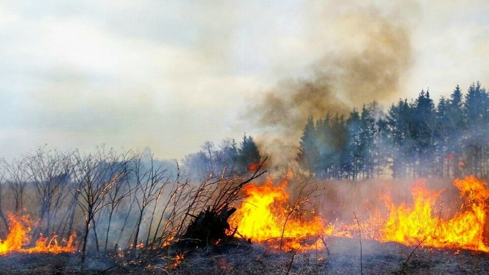 Площадь палов травы в Смоленской области превысила 500 га