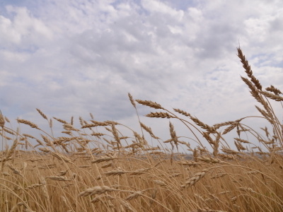     Башҡортостан фермерҙары бирешмәй