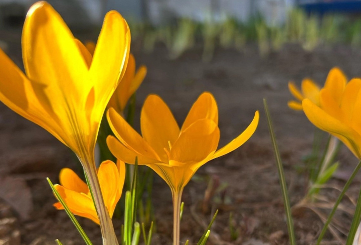 фото: администрация Кузьмоловского поселения