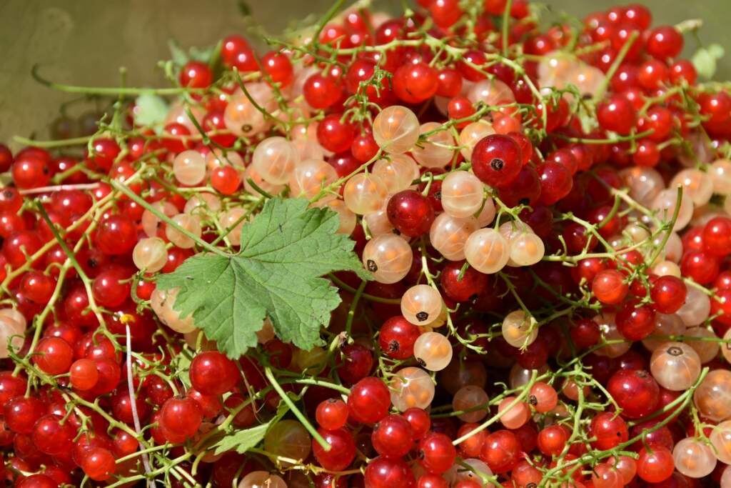    Фото Светланы Кишинько Газета Колос