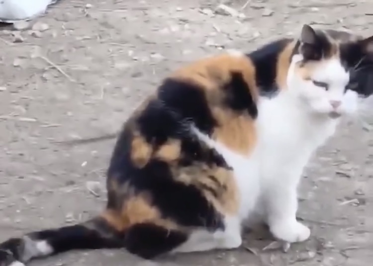 Удивительные животные