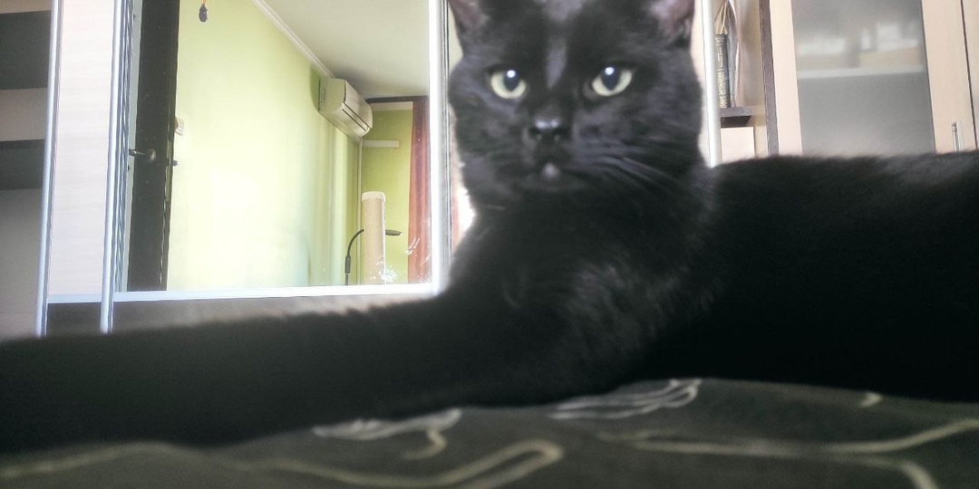 Когда кошка завела человека, то в ее сознании все его существование было направлено на заботу и обеспечение ее потребностей