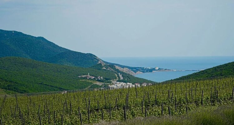    Фото: Пресс-служба Администрации Краснодарского края