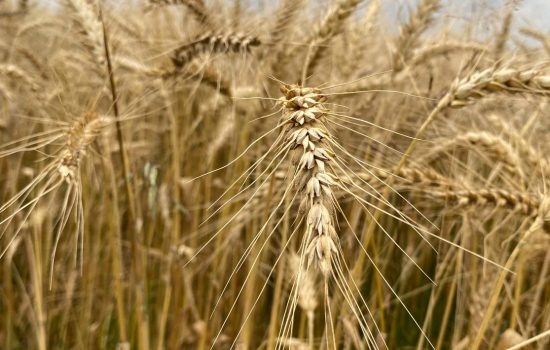    Фото: ИА "Орелград" / Светлана Числова