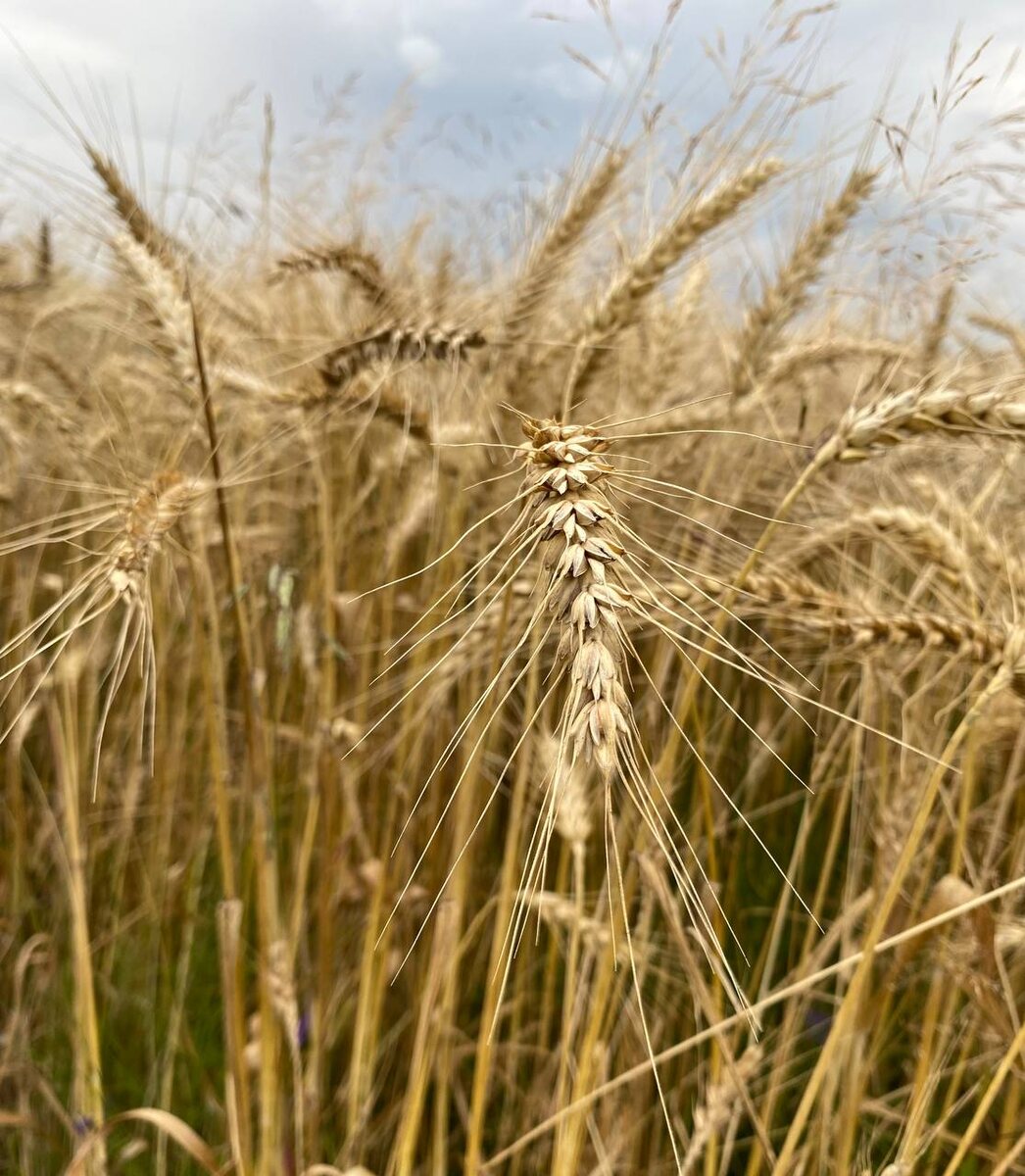    Фото: ИА “Орелград” / Светлана Числова