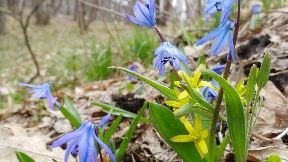 Прекрасная весна в объективе наших читателей