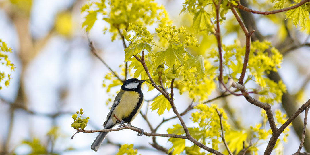 Народные приметы на 5 апреля: что можно и чего ни в коем случае нельзя делать в день памяти святого Никона Печерского
