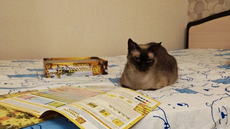 #муркотики_дома