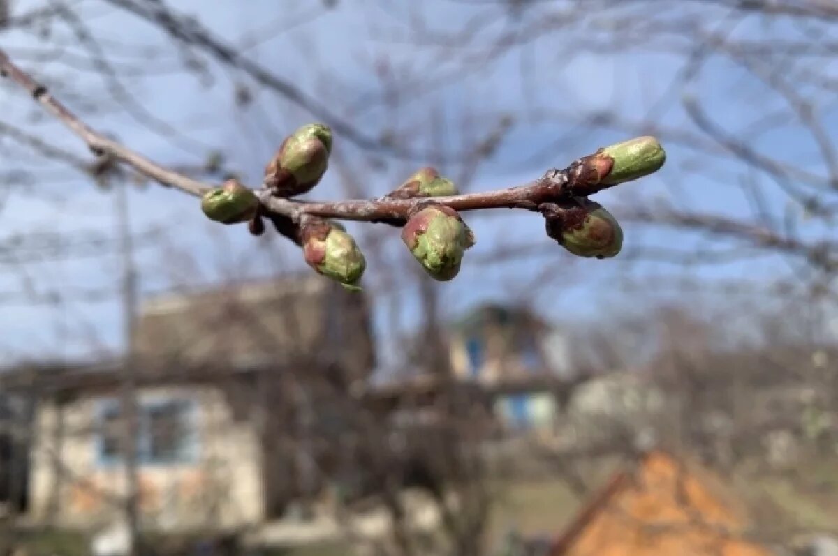    Агроном Григорьев дал советы по весенней обрезке плодовых