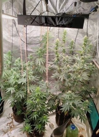    Фото: ГУ МВД по Красноярскому краю