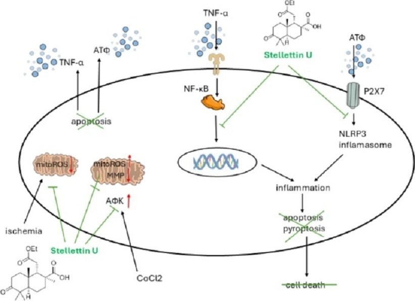    Механизм действия стеллеттина U